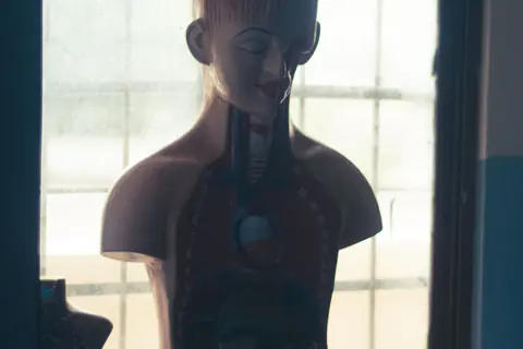 Anatomy torso teaching model in a classroom